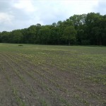 13a-Köthen Altköthen Blick Von Dessauer Straße B185 Nach Südosten Zu Acker & Ziethe & Nordrand Ziethe Busch (2)