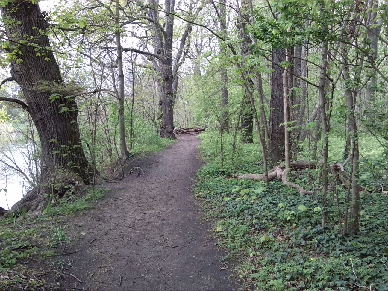 14-Westweg Blick Nach Norden Zu Absperrungen Am Übergang Zu Mittelteil NSG Forstwerder (1)