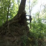 14a-Bernburg Im Ostteil Dröbelscher Busch Blick Nach Osten