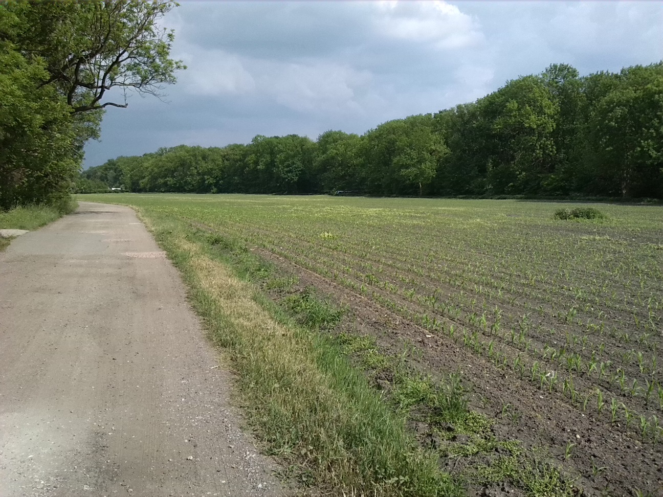 15a-Köthen Altköthen Blick Von Dessauer Straße B185 Nach Südosten Zu Acker & Ziethe & Nordrand Ziethe Busch (1)