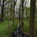 16-Dieskauer Park Graben Östlich Von Überlauf Reide