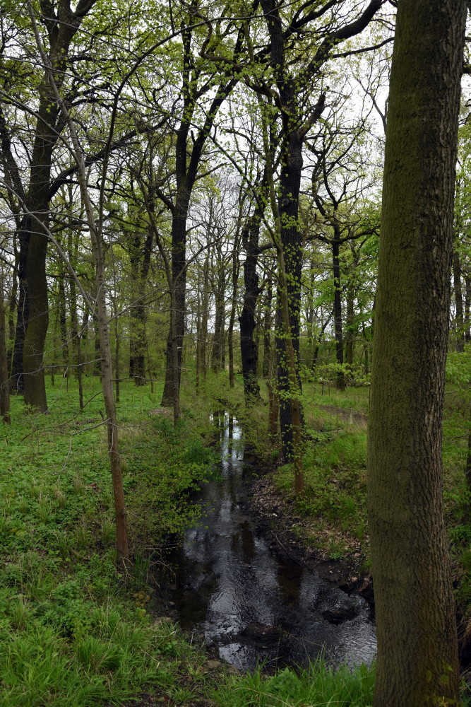 16-Dieskauer Park Graben Östlich Von Überlauf Reide