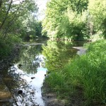 16a-Insel In Wilder-Saale Zwischen Peißnitz & Sandanger Blick Nach Norden Flußabwärts & Zum Gimritzer Park (2)