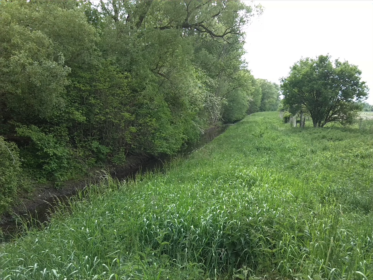 18a-Köthen Zwischen Güterseeweg & Ratswall Blick Von Brücke Ziethe Flussabwärts Nach Südwesten (1)