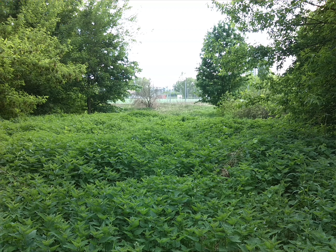18a-Sandanger Blick Entlang Verschüttete Verbindung Wilde-Saale & Elisabethsaale Von Wilder-Saale Nach Südwesten Zu Sportplatz (1)