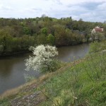 2-Blick Vom Plateau Nach Nordwesten Über Blühende Steinwechsel & Saale Zum Park An Papiermühle Kröllwitz & Ochsenberg (2)