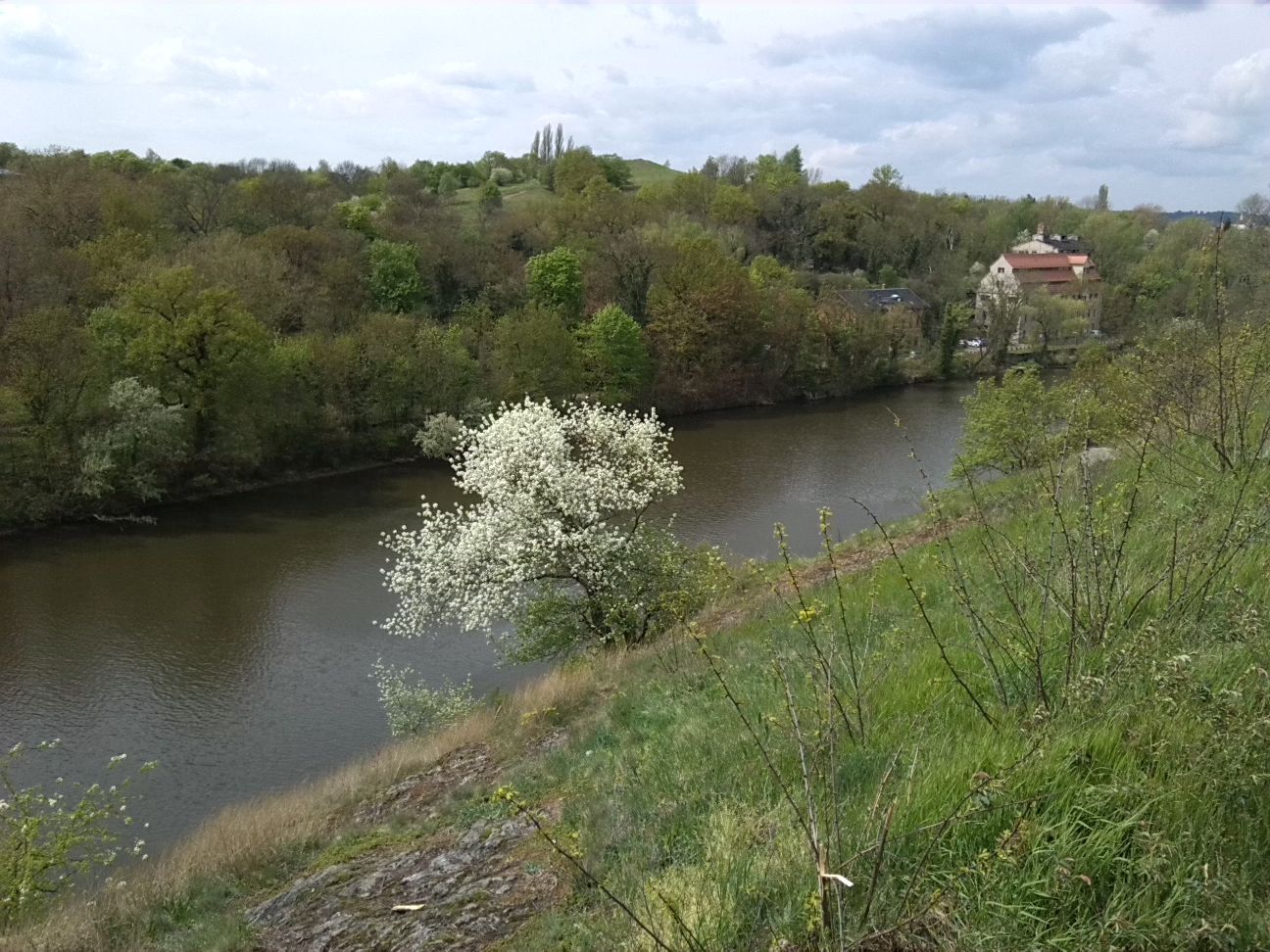 2-Blick Vom Plateau Nach Nordwesten Über Blühende Steinwechsel & Saale Zum Park An Papiermühle Kröllwitz & Ochsenberg (2)