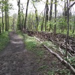 20-Blick Vom Mittelweg Westweg Nach Südwesten Entlang Absperrungen Am Übergang Zu Mittelteil NSG Forstwerder (1)