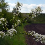 21-Döllnitz Verbindungsweg Dieskauer Park Blick Süden Im Vordergrundweichselkirsche Hintergrund Trasse ICE-Strecke