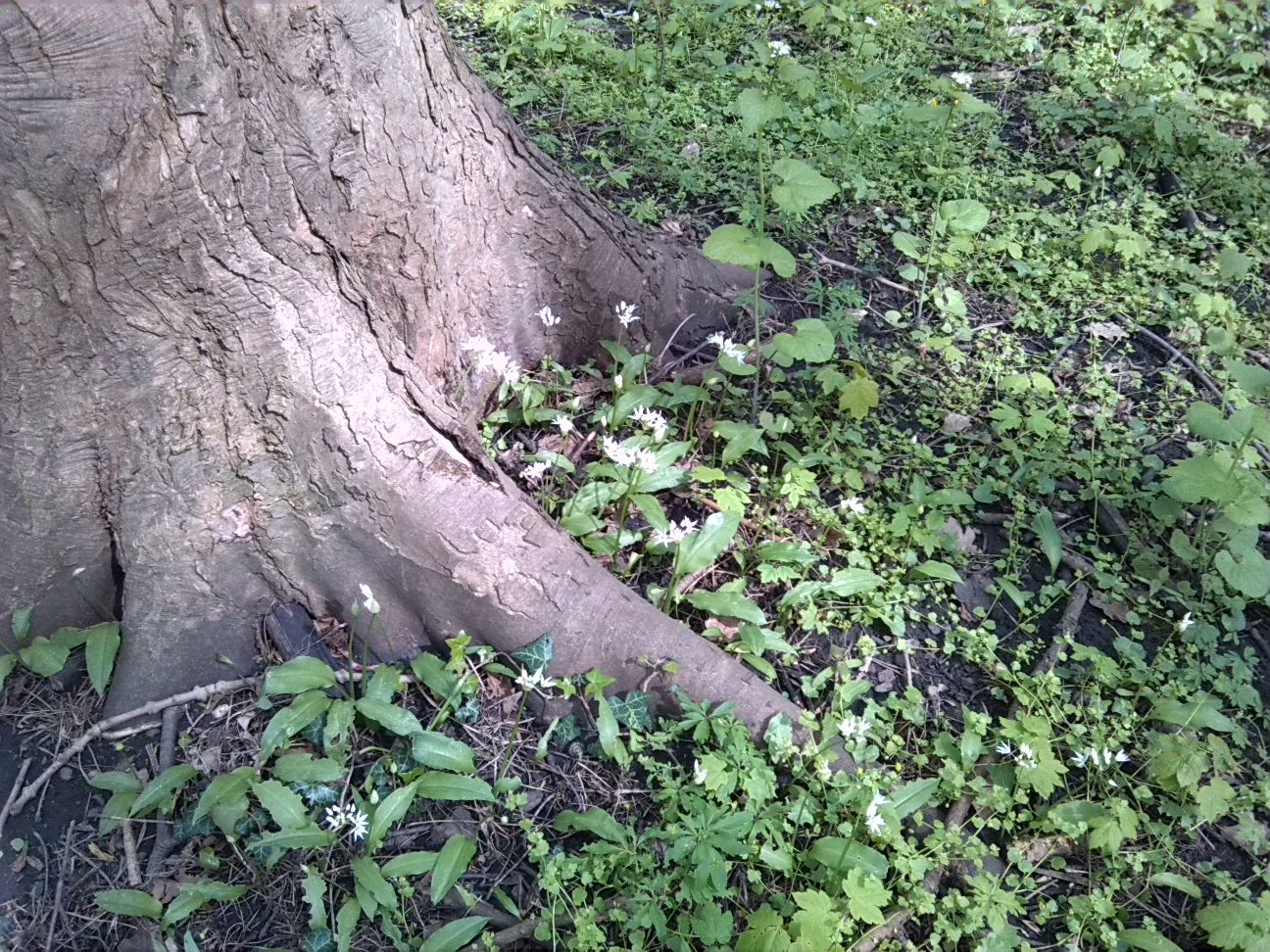 21-Mittelweg Bärlauch Am Fuße Bergahorn (1)