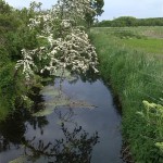 24a-Köthen Brücke Angerstraße Südwestlich Scherbelweg Blick Ziethe Flussaufwärts Nach Nordosten (1)