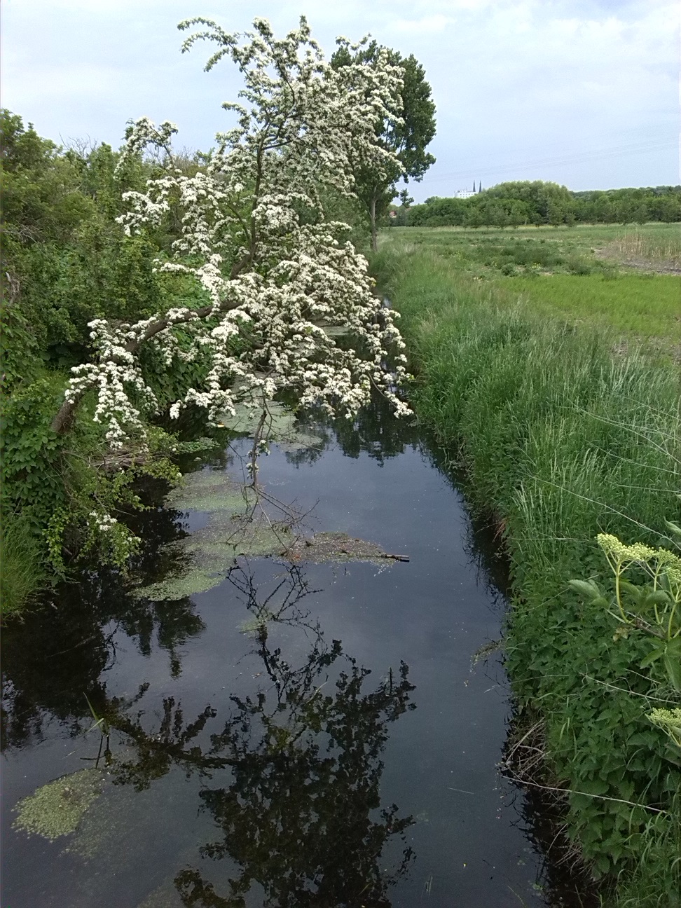 24a-Köthen Brücke Angerstraße Südwestlich Scherbelweg Blick Ziethe Flussaufwärts Nach Nordosten (1)