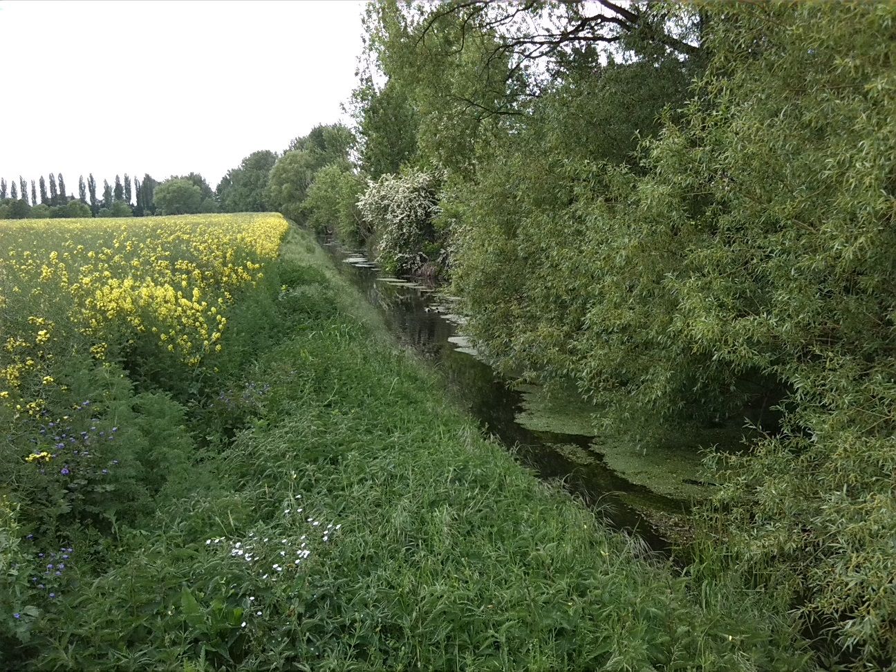 25a-Köthen Brücke Angerstraße Südwestlich Scherbelweg Blick Ziethe Flussabwärts Nach Südwesten (1)