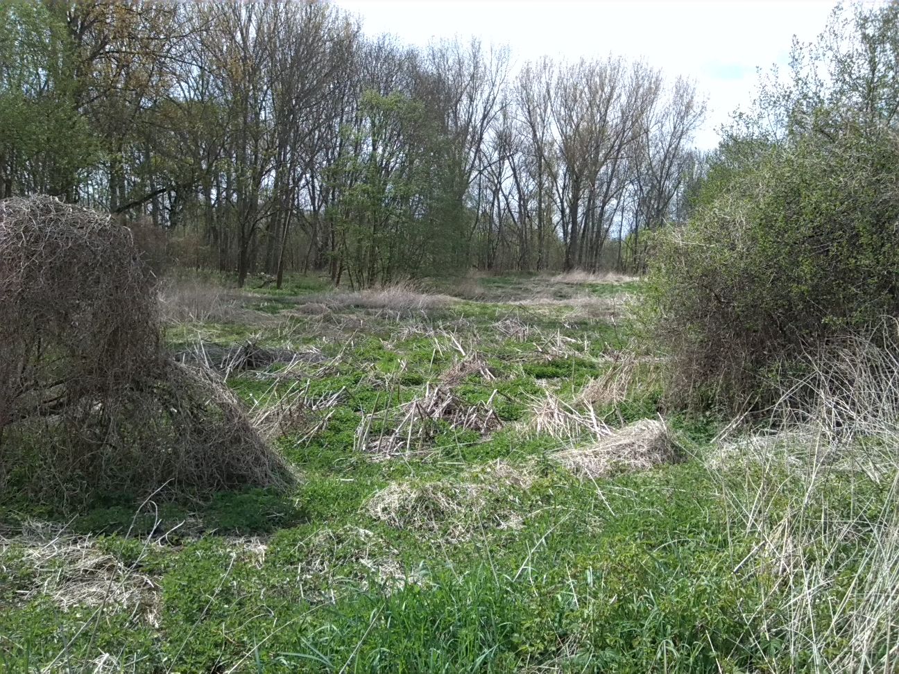 26-Blick Vom Weg Am Schleusengraben In Mittelteil Nach Nordwesten (2)