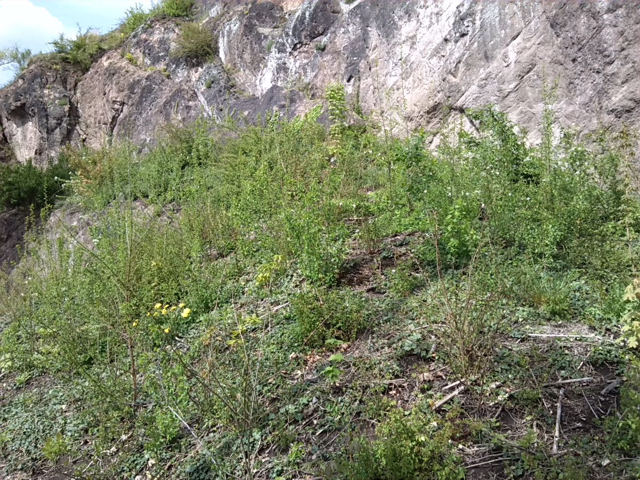 27-Westweg Klausberge An Saale Mit Blick Nach Nordosten Zu Gehölzjungaufwuchs (2)