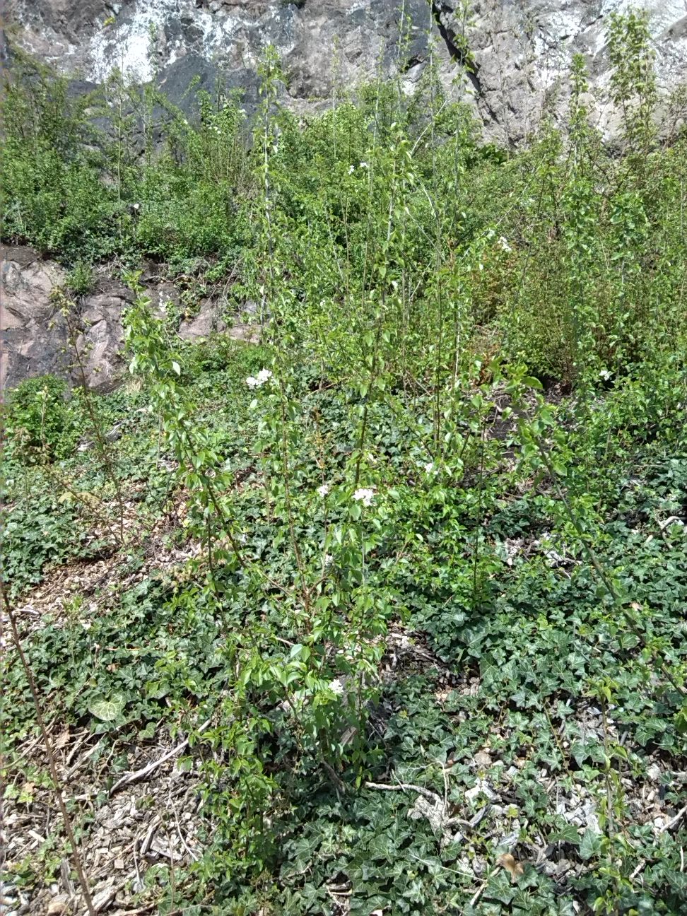 30-Westweg Klausberge An Saale Mit Blick Nach Nordosten Zu Gehölzjungaufwuchs (2)