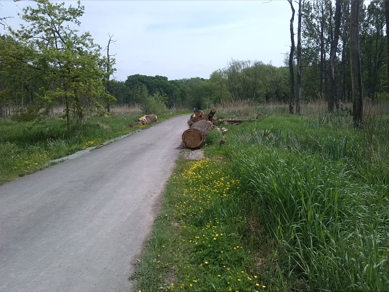 30a-Bernburg Saaleaue Östlich Aderstedt Blick Nach Osten (2)