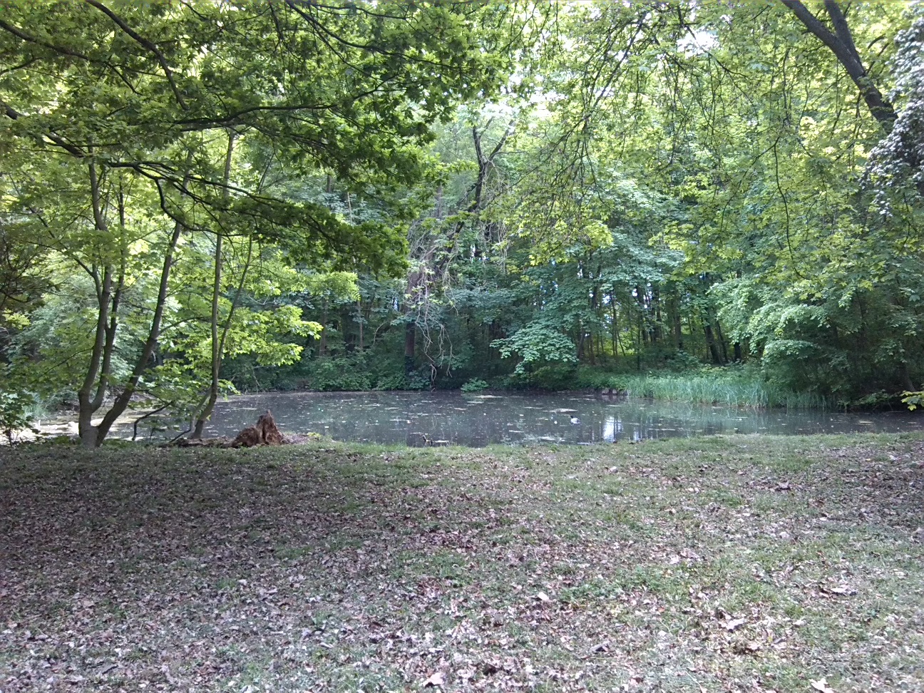 30a-Großpaschleben Zentralteil Park Am Wasserschloss Blick Zu Teich Nach Süden (1)