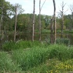 31a-Bernburg Saaleaue Östlich Aderstedt Blick Nach Nordosten (2)