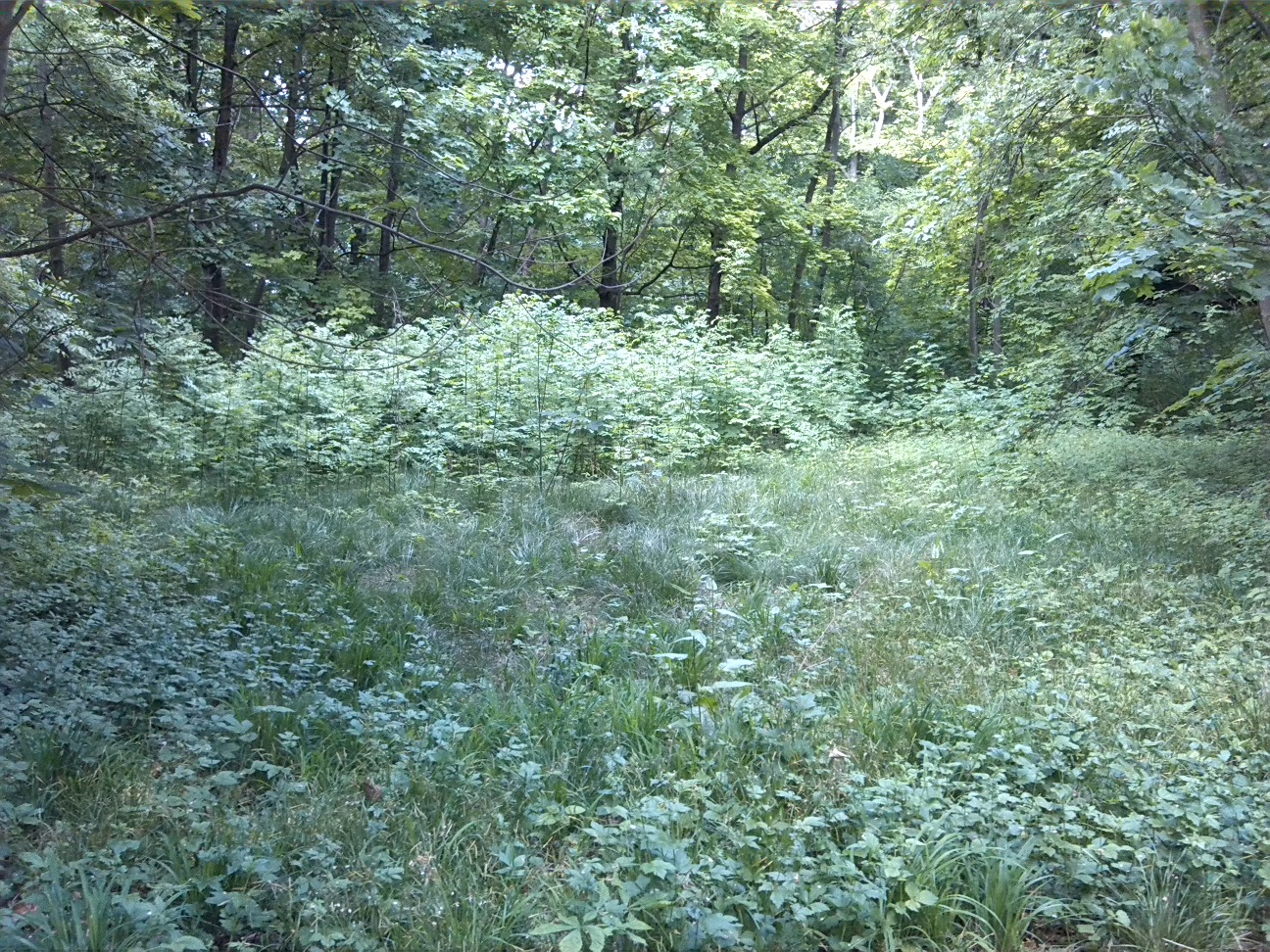 31a-Großpaschleben Zentralteil Park Am Wasserschloss Blick Zu Sukzessionsfläche Nach Nordosten (1)