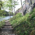 32-Westweg Klausberge An Saale Mit Blick Nach Nordwesten Osten Zu Gehölzjungaufwuchs & Kröllwitz (1)