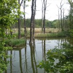 32a-Bernburg Saaleaue Östlich Aderstedt Blick Nach Nordosten (2)