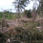 33a-Bernburg Saaleaue Südlich Aderstedt Blick Vom Weg Nach Nordwesten Windbruch Fichtenforst (1)