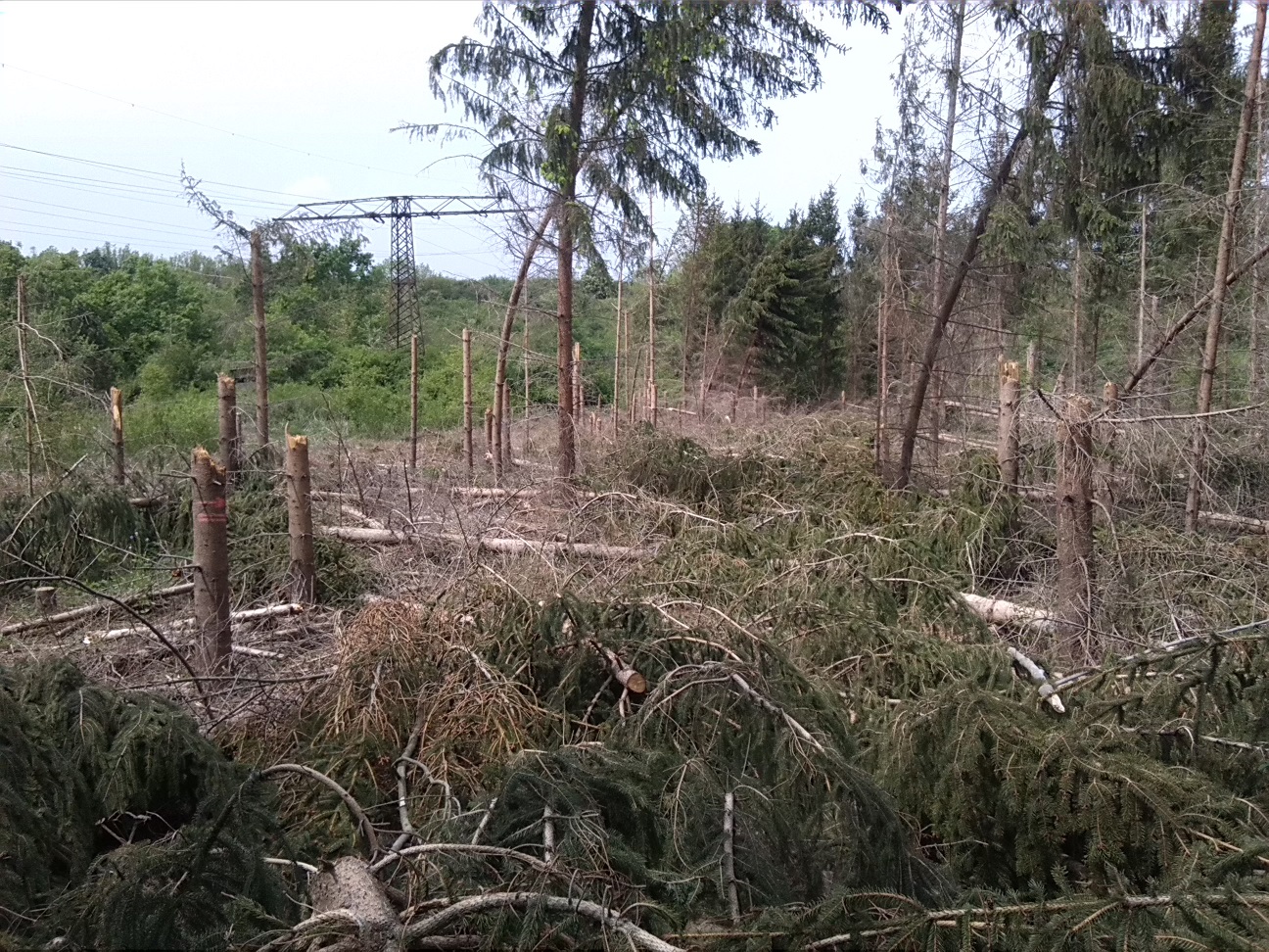 33a-Bernburg Saaleaue Südlich Aderstedt Blick Vom Weg Nach Nordwesten Windbruch Fichtenforst (1)