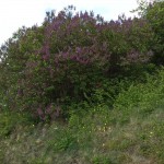 34-Westweg Klausberge An Saale Mit Blick Nach Norden Zu Flieder (1)