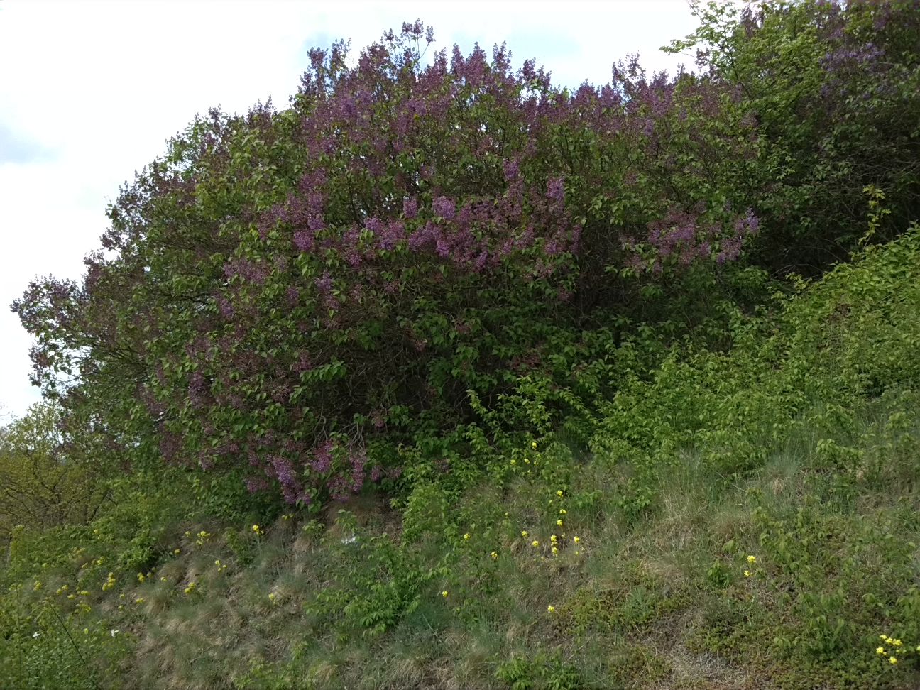 34-Westweg Klausberge An Saale Mit Blick Nach Norden Zu Flieder (1)