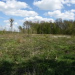 35-Schkeuditz Auenwald Zwischen Neuer Luppe & Nessellacher Linie Blick Nach Osten