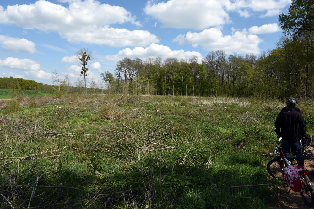 35-Schkeuditz Auenwald Zwischen Neuer Luppe & Nessellacher Linie Blick Nach Osten