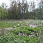 37-Blick Von Weg Am Schleusengraben Nach Südwesten Zum Mittelteil NSG Forstwerder (2)