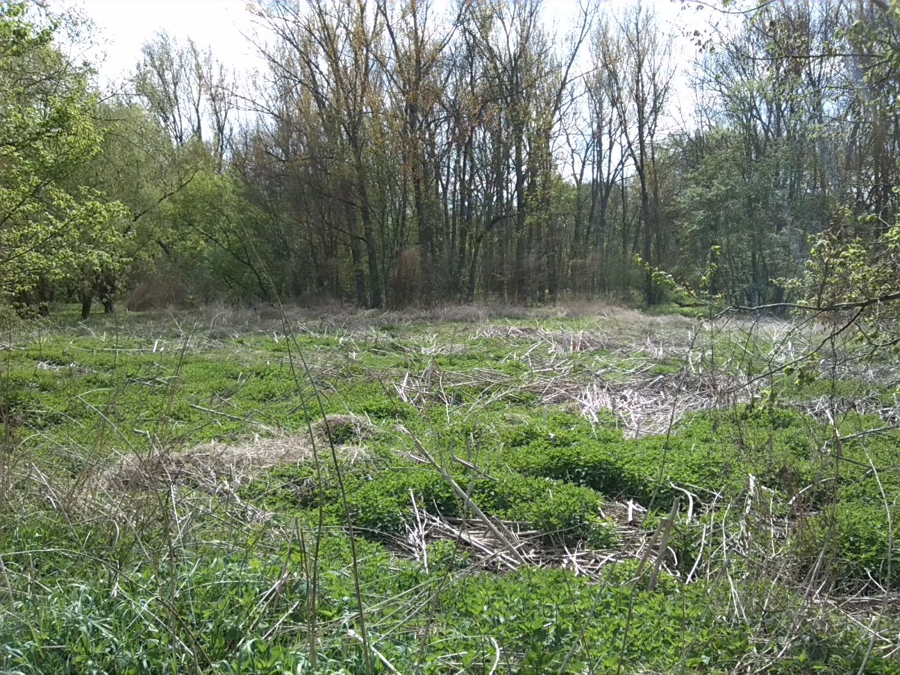 37-Blick Von Weg Am Schleusengraben Nach Südwesten Zum Mittelteil NSG Forstwerder (2)
