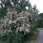 38a-Südwestlich Brücke Verbindungsstraße Zwischen Trinum & Thurau Über Ziethe Weißdorn (2)