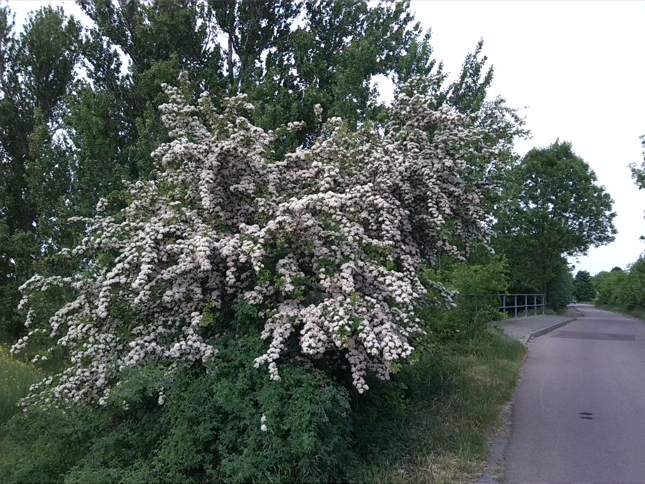 38a-Südwestlich Brücke Verbindungsstraße Zwischen Trinum & Thurau Über Ziethe Weißdorn (2)
