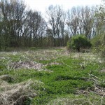 39-Blick Von Weg Am Schleusengraben Nach Westen Zum Mittelteil NSG Forstwerder (1)