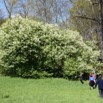 39-Leipzig Nördlich Gundorfer Lache Spätblühende Traubenkirsche