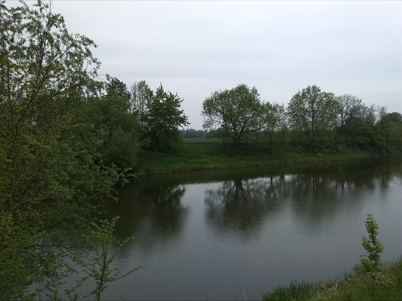 39a-Saalealtarm Am Zinkenbusch Westufer Blick Zum Zinkenbusch Nach Osten (1)