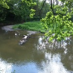 3a-Peißnitz Blick Von Südwestteil Gimritzer Parküber Wilde Saale Zu Insel & Ufer Sandanger