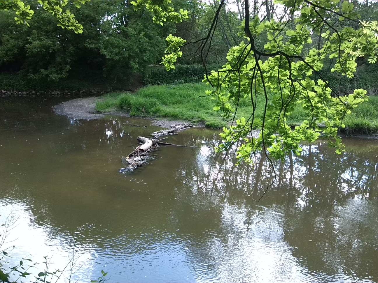 3a-Peißnitz Blick Von Südwestteil Gimritzer Parküber Wilde Saale Zu Insel & Ufer Sandanger