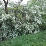 40a-Saalealtarm Am Zinkenbusch Westufer-Weißdorn In Blüte (1)