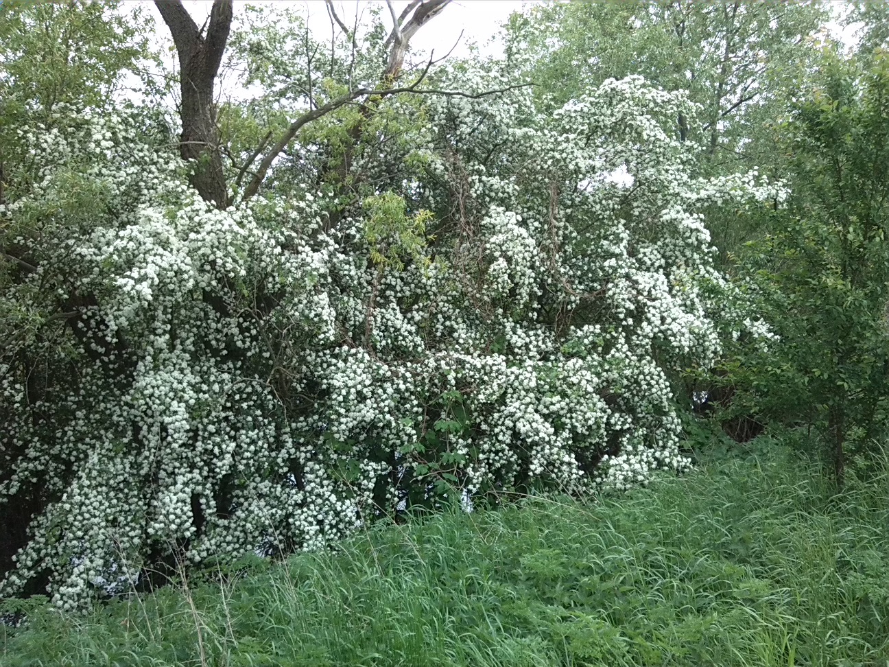 40a-Saalealtarm Am Zinkenbusch Westufer-Weißdorn In Blüte (1)