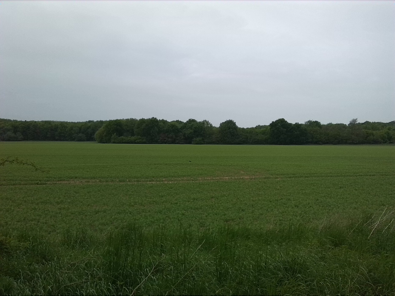 41a-Saalealtarm Zinkenbusch Westufer Blick Nach Norden Zu NSG Auwaldbei Plötzkau (2)