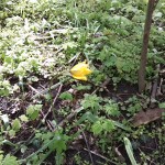 42-Wildtulpe Am Westrand Von Ostweg (1)