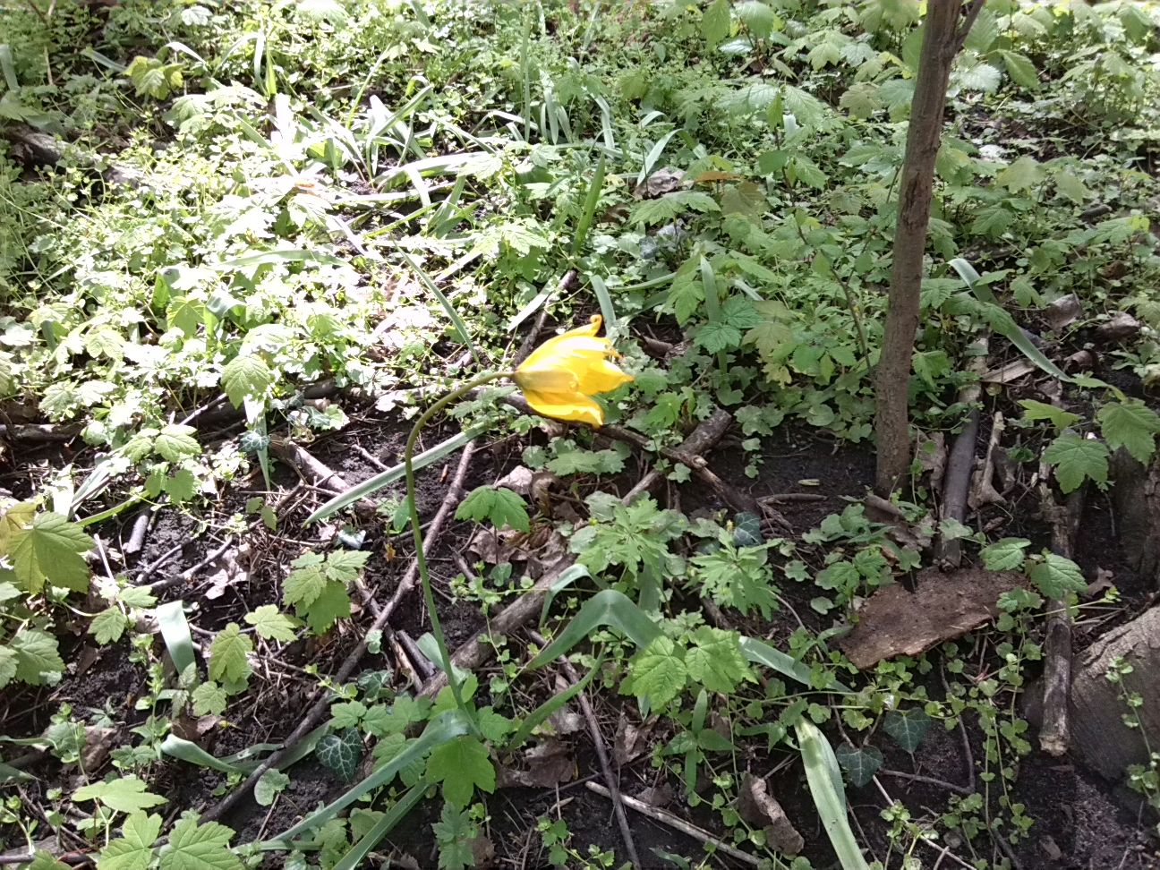 42-Wildtulpe Am Westrand Von Ostweg (1)