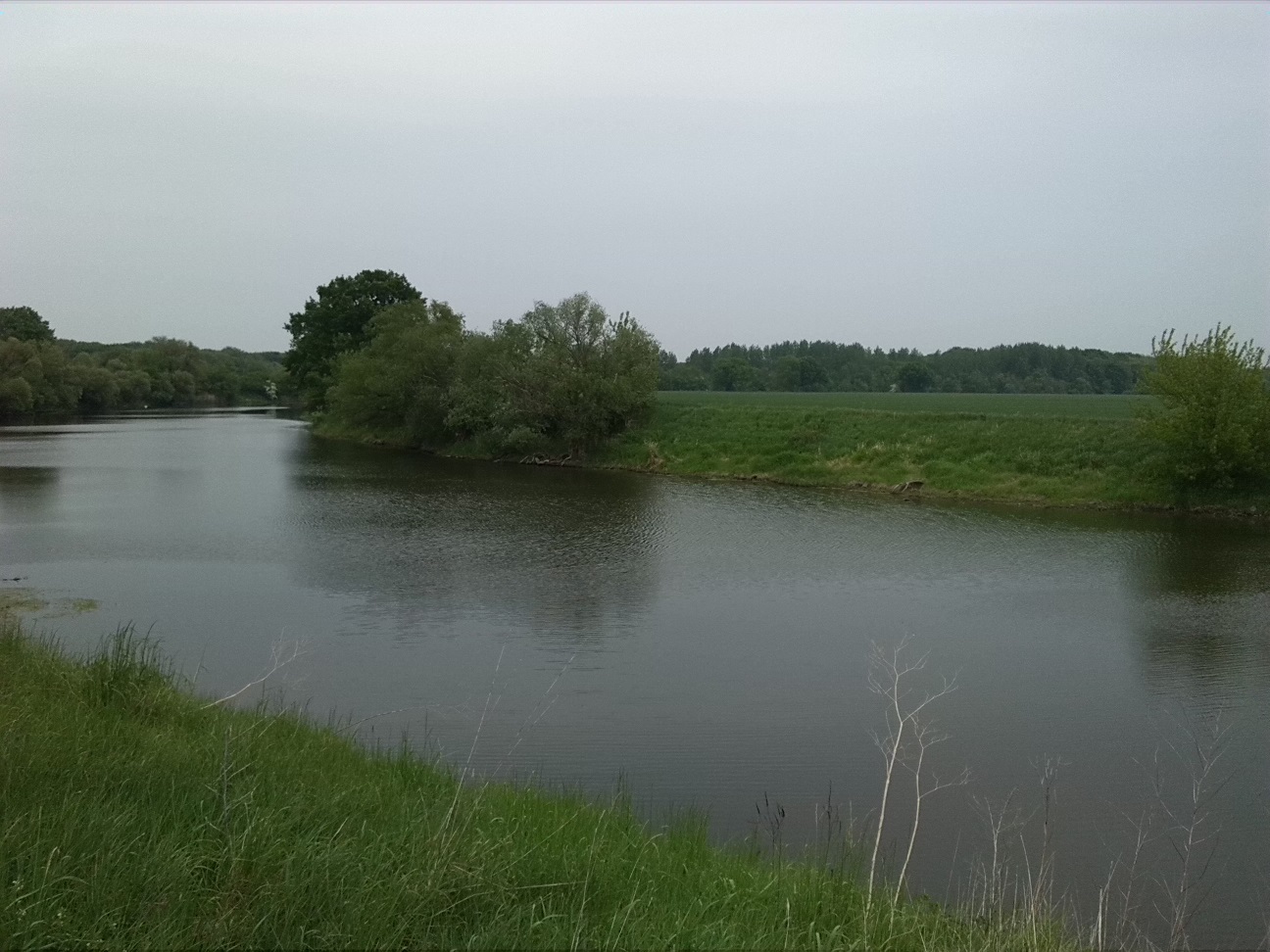 42a-Saalealtarm Am Zinkenbusch Südwestufer Blick Nach Nordosten Zu Zinkenbusch (1)