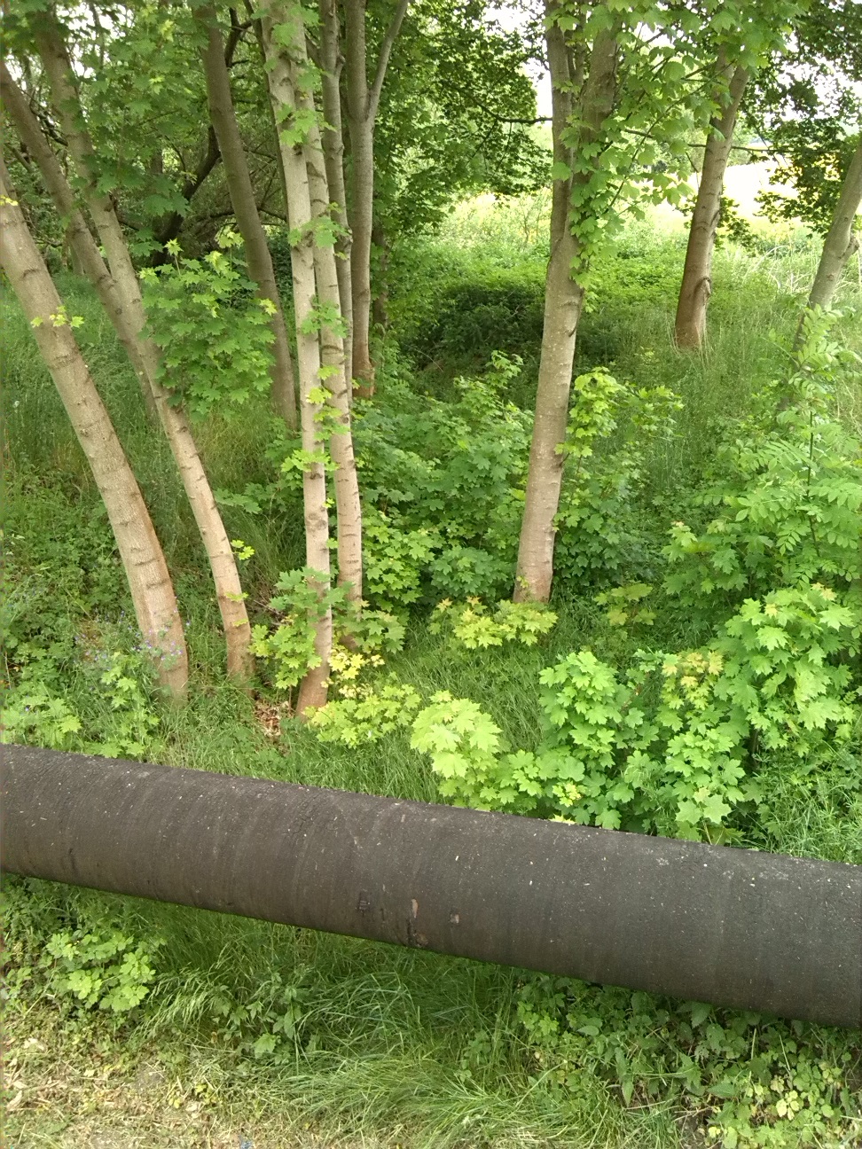 44a-Plömnitz Unweit Ortsausgang Preußlitz Altlauf Ziethe Flussaufwärts Blick Nach Osten (1)