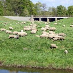 45-Leipzig Westteil NSG Burgaue Blick Über Nahle Zu Brücke Gustav Esche Straße Über Neue Luppe Nach Osten