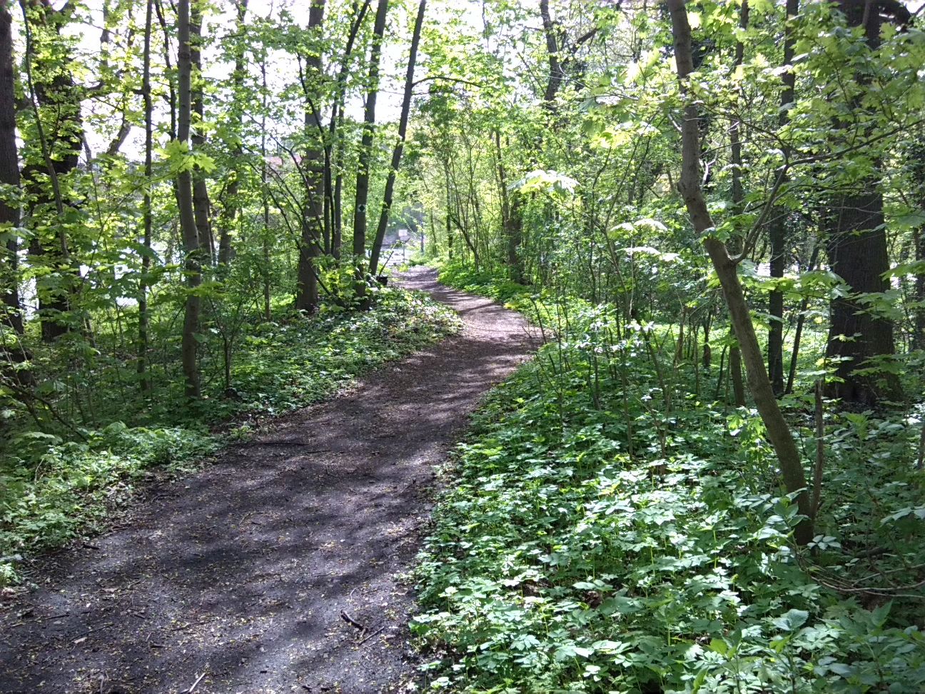 49-Weg Südteil NSG Forstwerder Blick Nach Südwesten (1)